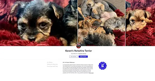 Karens Yorkshire Terrier
