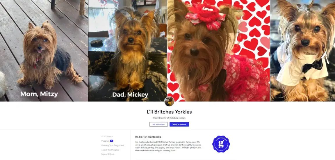 12 Best Yorkie Breeders in Tennessee (Read This First!)