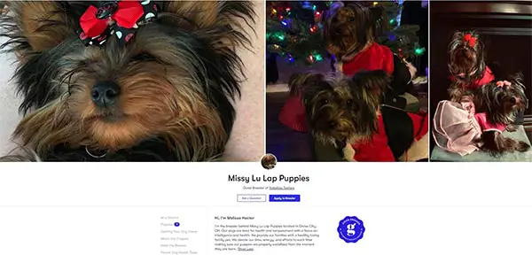 Missy Lu Lap Puppies