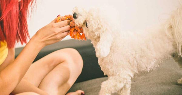 16 Effective Relief For Sexually Frustrated Male Dog + 7 Signs