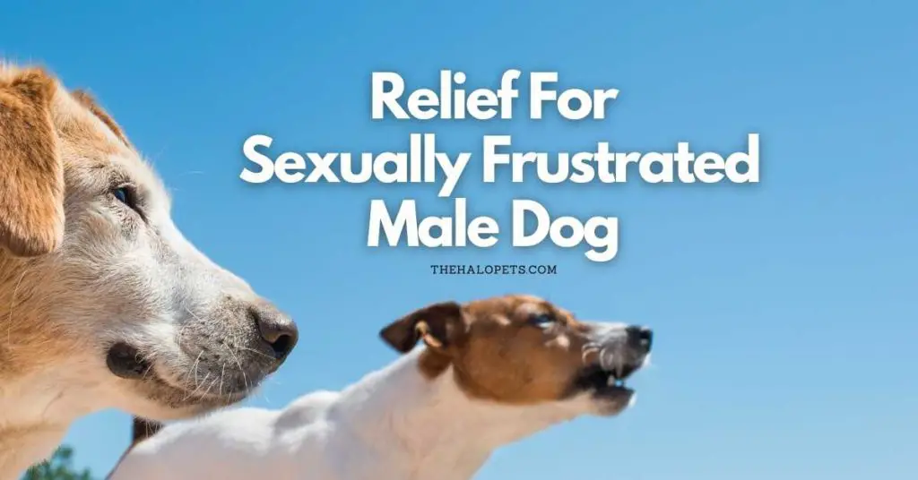 Relief For Sexually Frustrated Male Dog