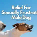 Relief For Sexually Frustrated Male Dog