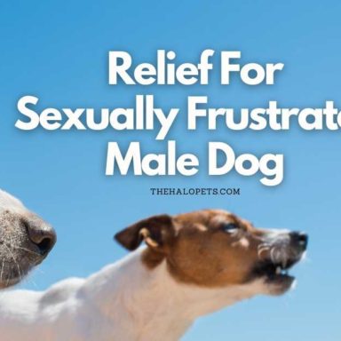 12 Unneutered Male Dog Behavior + 5 Reasons To Neuter Your Male Dog