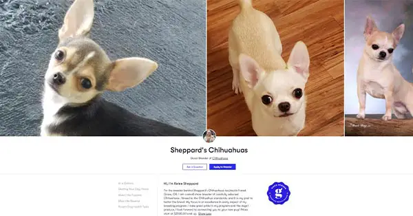 Sheppards Chihuahuas