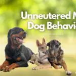 Unneutered Male Dog Behavior 