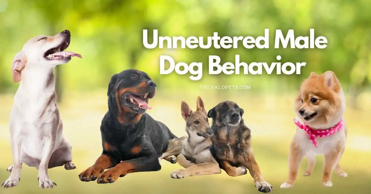 12 Unneutered Male Dog Behavior + 5 Reasons To Neuter Your Male Dog
