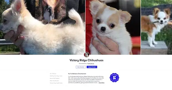 Victory Ridge Chihuahuas