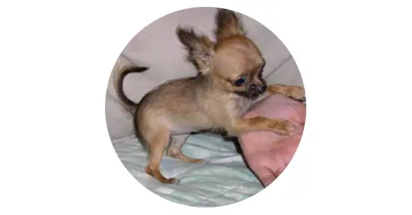 WeeSmall Chihuahuas Kennel