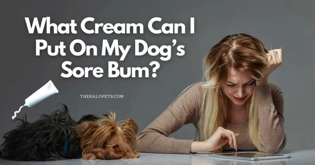 What Cream Can I Put On My Dog’s Sore Bum