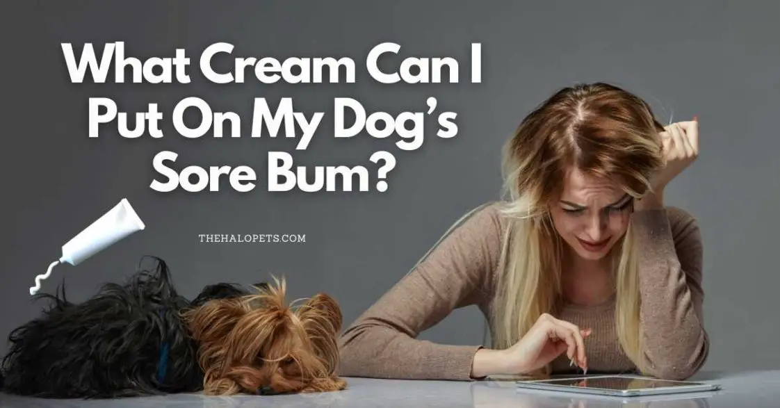 What Cream Can I Put On My Dog’s Sore Bum? 4 Creams + 5 Remedies