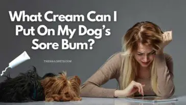 What Cream Can I Put On My Dog’s Sore Bum