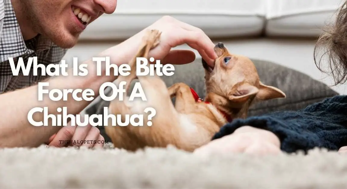 What Is The Bite Force Of A Chihuahua