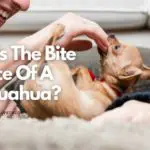 What Is The Bite Force Of A Chihuahua
