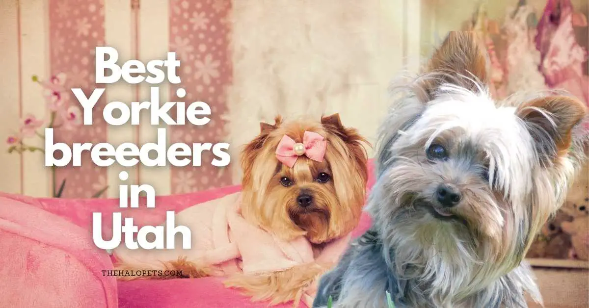 8 Best Yorkie Breeders in Utah