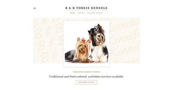 9 Best Yorkie Breeders In North Carolina (Read This First!)