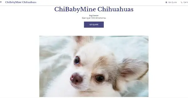 Chibabymine Chihuahuas