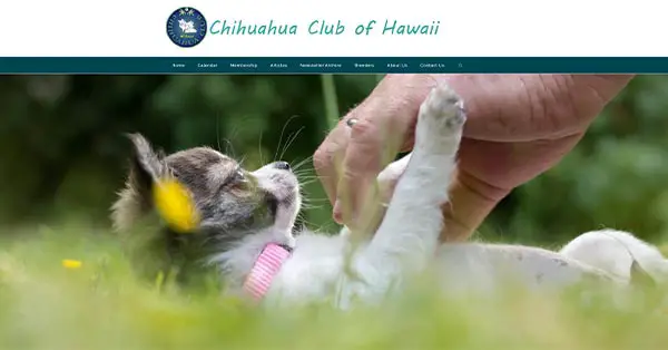 chihuahua club of hawaii