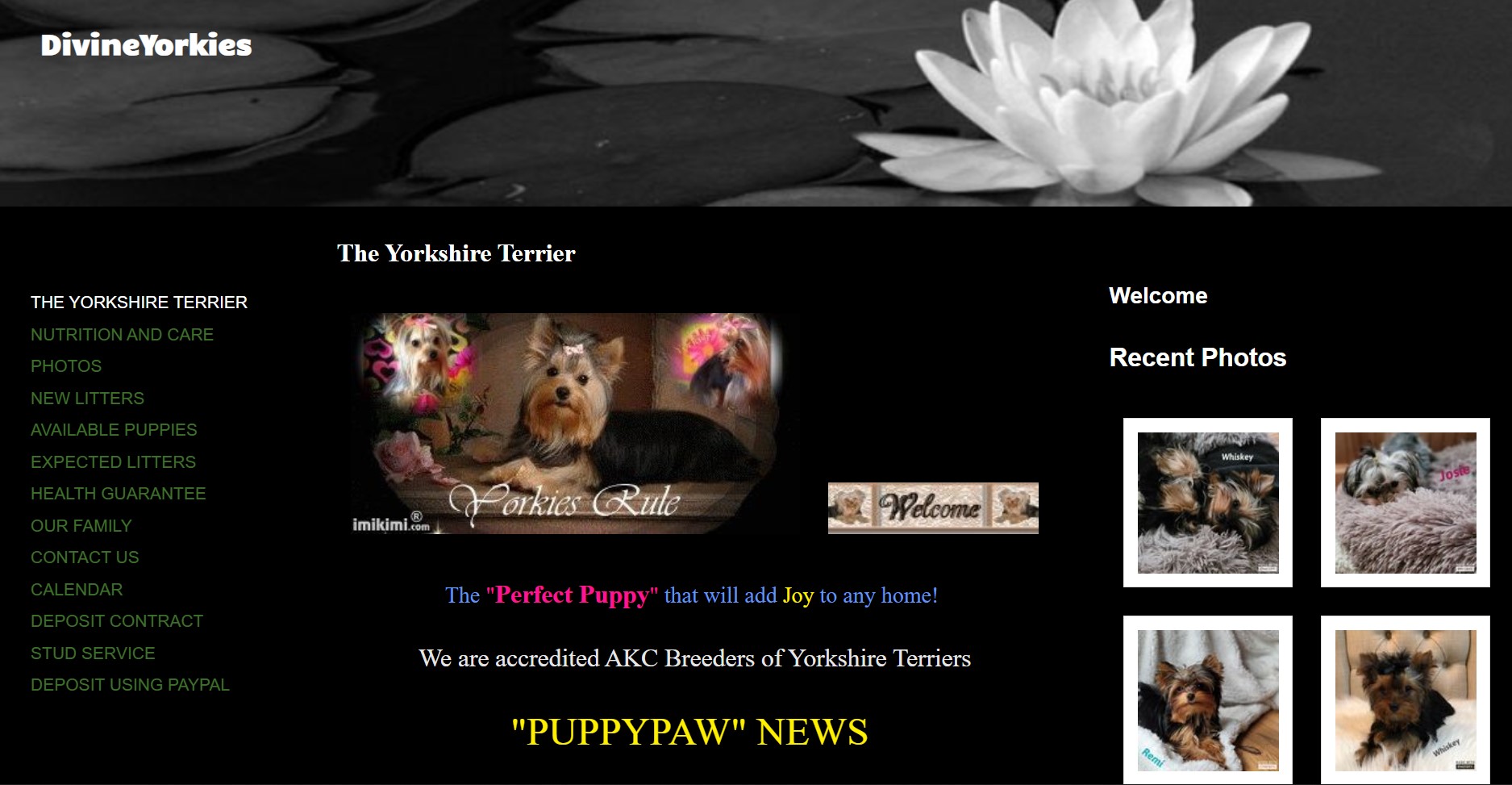 9 Best Yorkie Breeders in North Carolina (Read This First!)