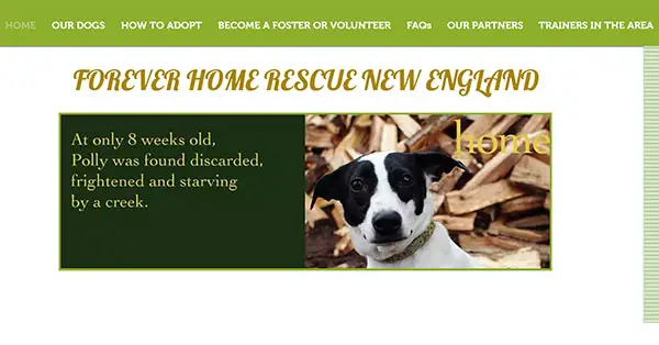 forever home rescue