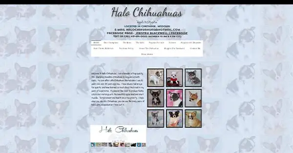 Halo Chihuahuas