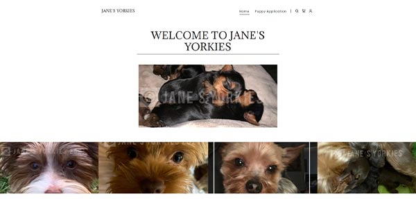 janes yorkies