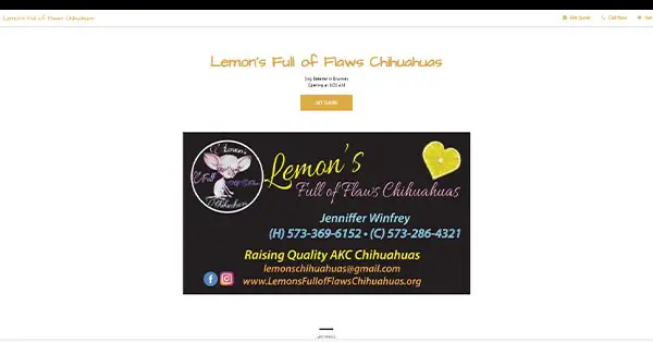 Lemon’s Full Of Flaws Chihuahuas

