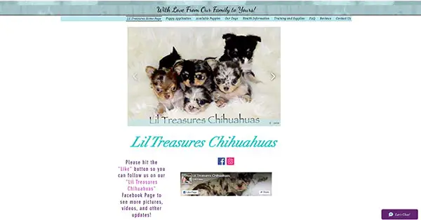 lil treasures chihuahuas
