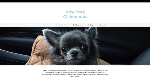 New York Chihuahuas
