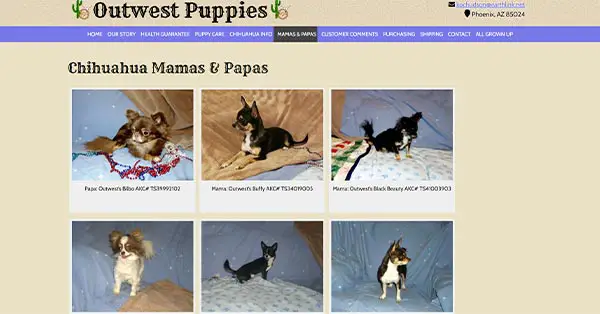 outwest puppies