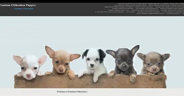 Premium Chihuahua Puppies