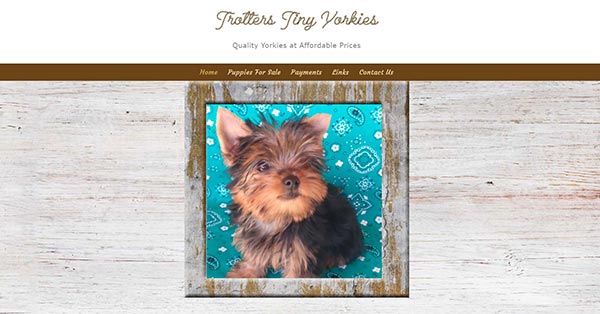 trotters tiny yorkies