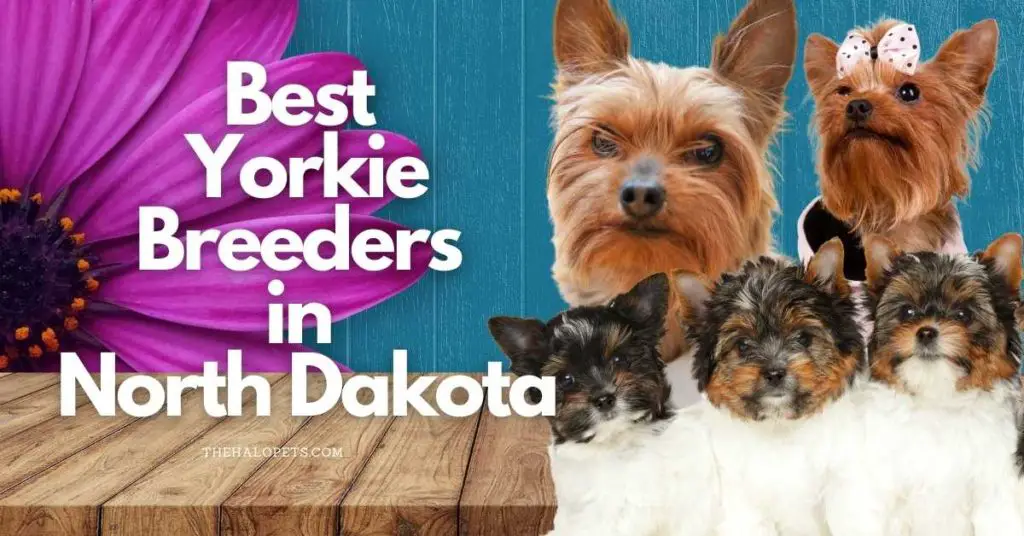 4 Best Yorkie Breeders in North Dakota