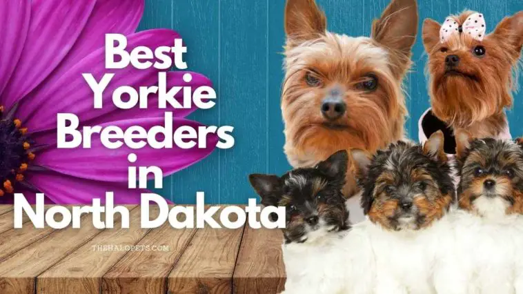 4 Best Yorkie Breeders in North Dakota