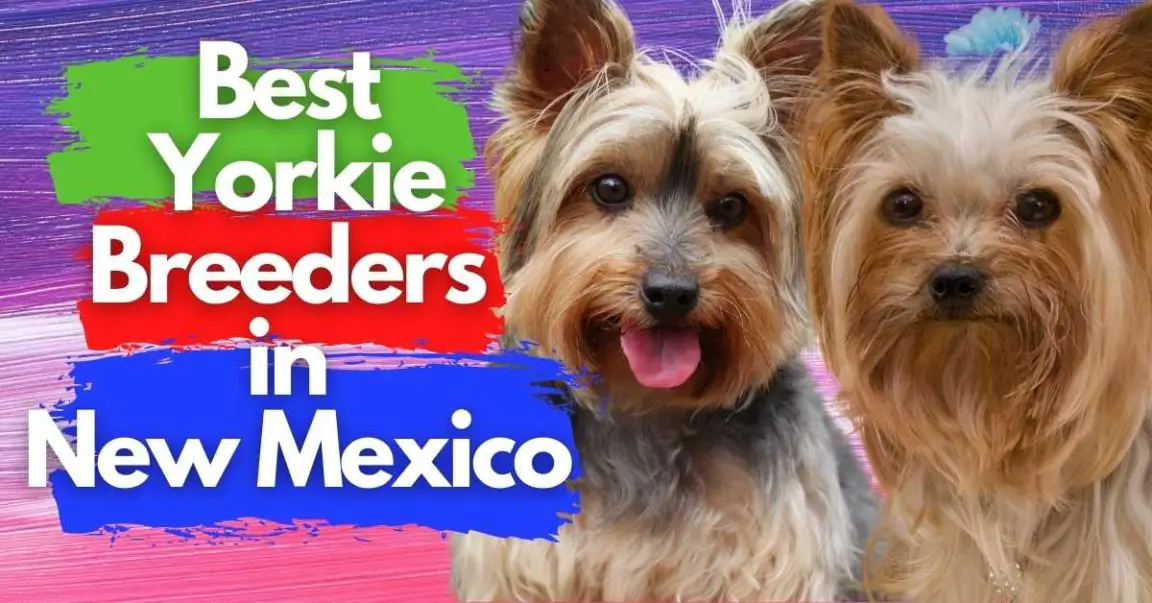 5 Best Yorkie Breeders in New Mexico (Read This First!)