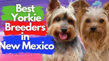 5 Best Yorkie Breeders in New Mexico