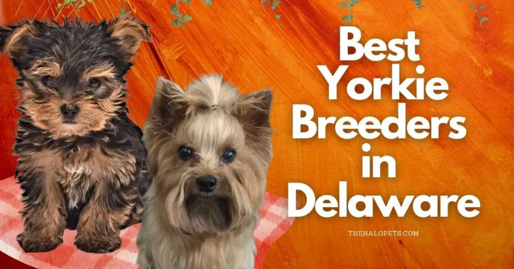 6 Best Yorkie Breeders in Delaware