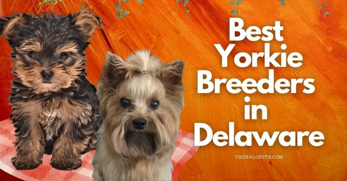 6 Best Yorkie Breeders in Delaware (Read This First!)