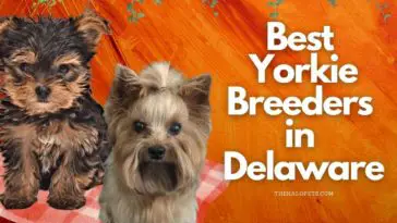6 Best Yorkie Breeders in Delaware