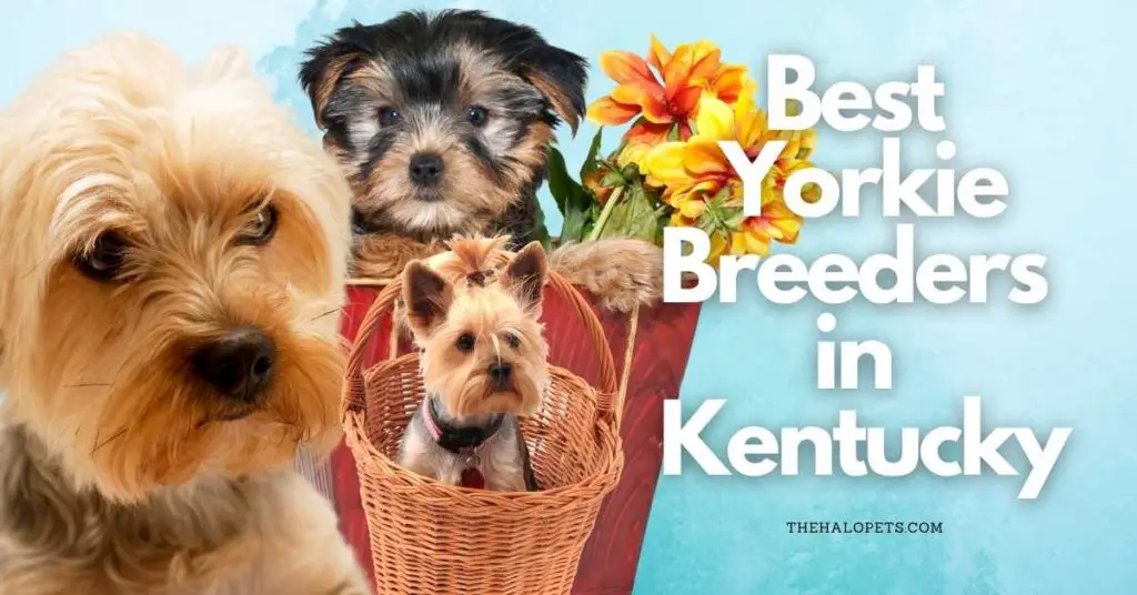 6 Best Yorkie Breeders in Kentucky