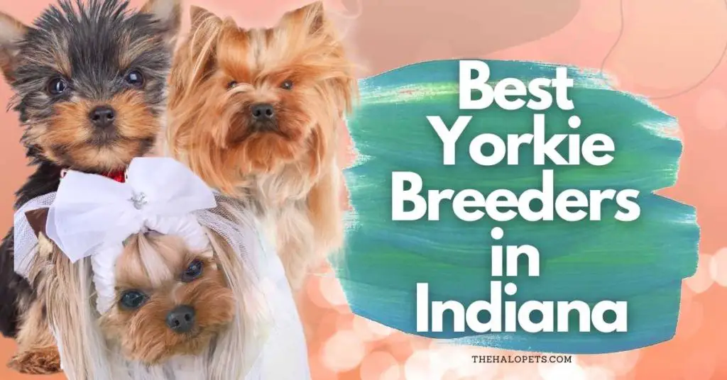 8 Best Yorkie Breeders in Indiana