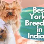 8 Best Yorkie Breeders in Indiana