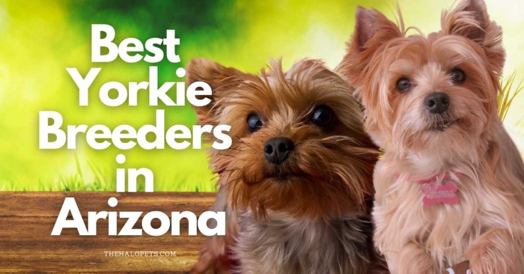 9 Best Yorkie Breeders in Arizona