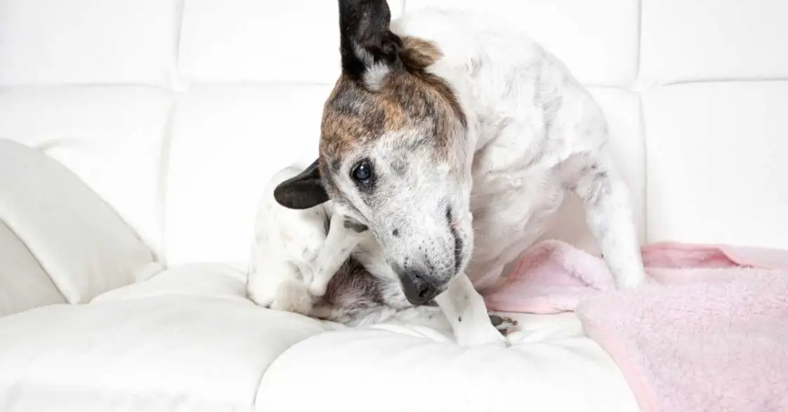 5 Signs Dogs Still Leaking After Glands Expressed A Complete Guide