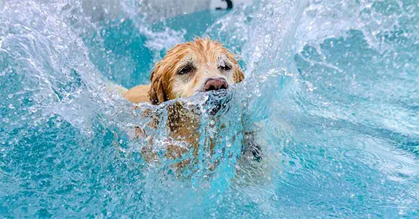 CanMyPuppyDrinkTooMuchWater