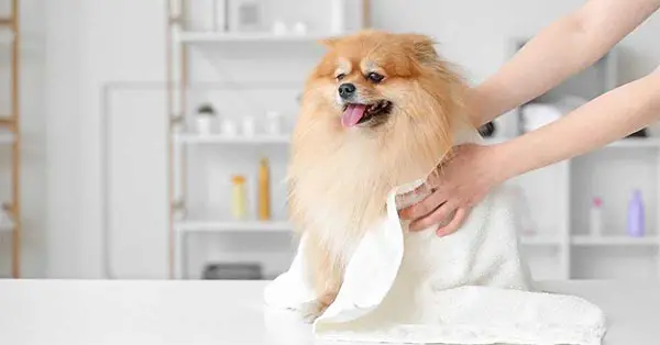 Clean Your Dog’s Gland After They Have Been Expressed