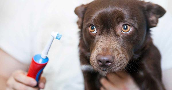 Dental Hygiene