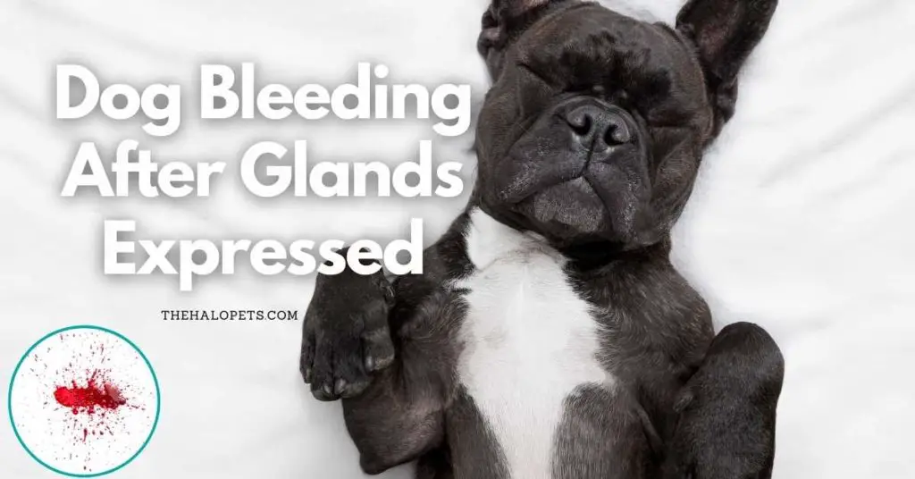 Dog Bleeding After Glands Expressed