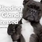 Dog Bleeding After Glands Expressed