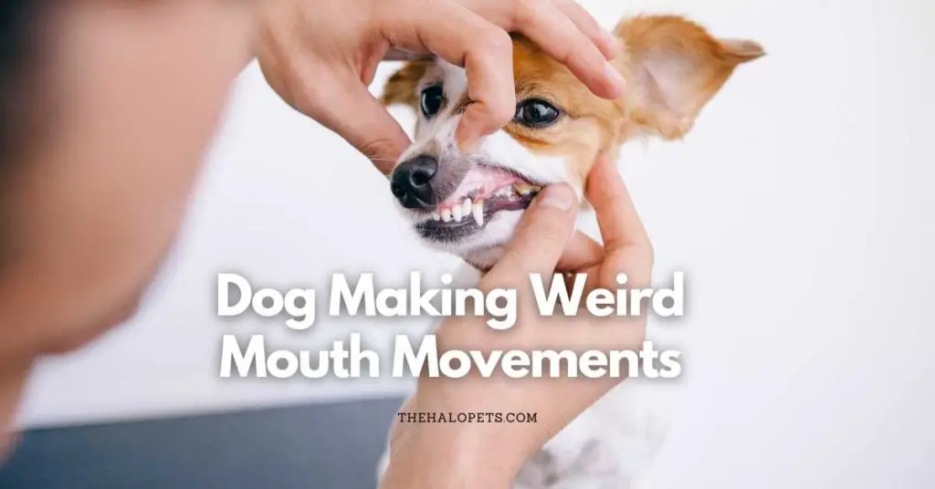 Dog Making Weird Mouth Movements