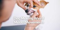 Dog Making Weird Mouth Movements